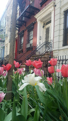 Large Sunny living room and eat-in-kitchen with dishwasher and direct backyard a New York, NY Rental unit in New York · ★4.36 · 1 bedroom · 3 beds · 1 bath Entire rental unit vacation rental 4963215