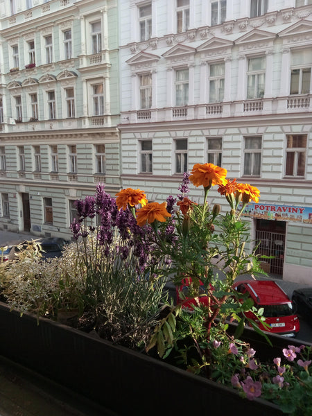 Klidná ulice v centru města s ideální dostupností po celém městě. V blízkosti za Prague, Czechia Prague 2 Byt Entire rental unit vacation rental 27362250