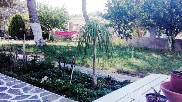 A lovely house 5 min..walk from the wonderful sandy beach of Marmari in Kos, bea Greece House Under the Pines next  to the sea Entire home vacation rental 12843674