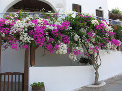 This lovely, private Syros studio apartment sleeps 3 and is draped in hot pink a Portland, OR SYROS Apartment Steps to Best Beach Sleeps  3 Cycladic home vacation rental 3477861