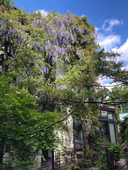 Welcome to Casa Saga, home to art & music! <br />During the year, the house serv Antwerpen, Belgium Magnificent court yard house Entire townhouse vacation rental 43584824