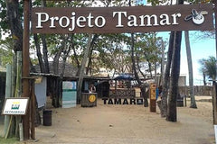 Fort Beach Tour and Tamar Project  Private Tours and Travel Guide America Bahia CITY Salvador da Bahia Destination Tour America Bahia CITY Salvador da Bahia