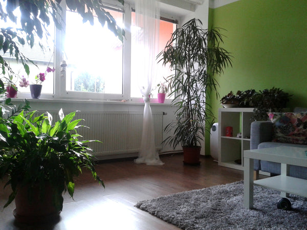 A romantic ground floor flat in a family house (see all photos)  with a small ga Prague, Czechia FRIENDLY and ROMANTIC house :) Entire home vacation rental 15754216