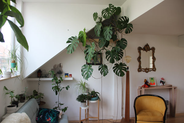 This appartment is the lightiest, cosiest and quietest of the building! A little Schaerbeek, Belgium Cosy and lighty appartment Botanic Garden Brussels Entire rental unit vacation rental 9587022
