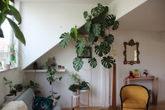 This appartment is the lightiest, cosiest and quietest of the building! A little Schaerbeek, Belgium Cosy and lighty appartment Botanic Garden Brussels Entire rental unit vacation rental 9587022