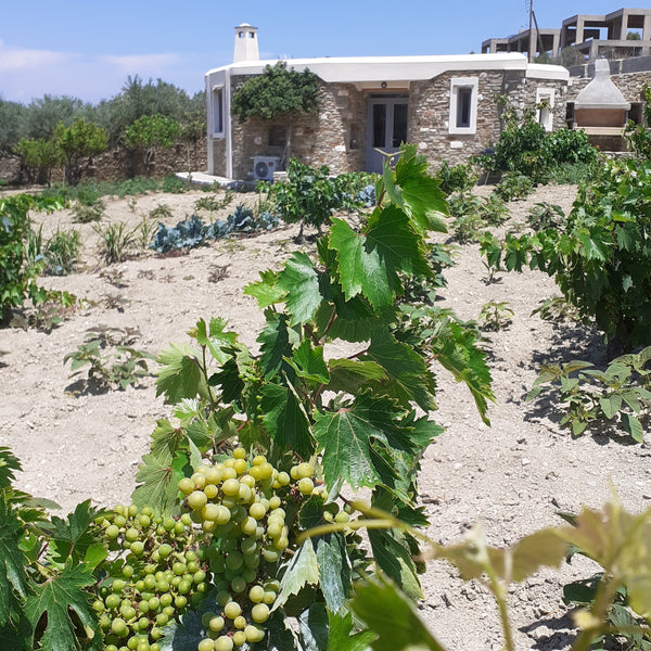 A picturesque, independed, quiet, stone made  house that is surrounded by a vege  Our little cottage Cycladic home vacation rental 42107378