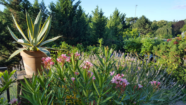 WILLKOMMEN / WELCOME / BENVENUTI<br /><br />My apartment (55 sqm) is situated in Vienna, Austria Cosy, quiet, green for 2 * Grinzing * Vienna Woods Entire rental unit vacation rental 25543225