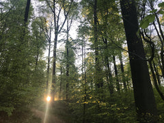 Chambre cosy en sous-sol (il y fait frais en été) avec canapé-lit 2 pers. très c Brussels, Belgium Chambre cosy au calme à la lisière de la Forêt ❤️🌳 Private room in home vacation rental 45816328