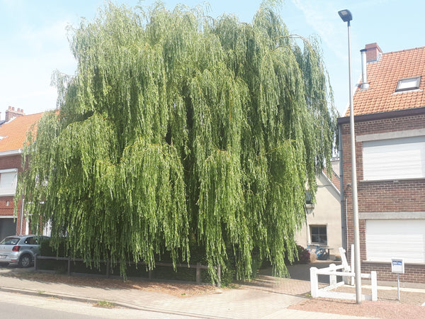 Sleeping under the weeping willow tree means close to every site in ghent and ea Ghent, Belgium Under the weeping willow Private room vacation rental 36876182