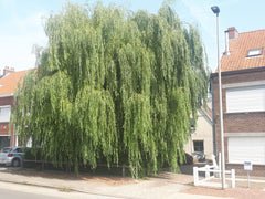 Sleeping under the weeping willow tree means close to every site in ghent and ea Ghent, Belgium Under the weeping willow Private room vacation rental 36876182