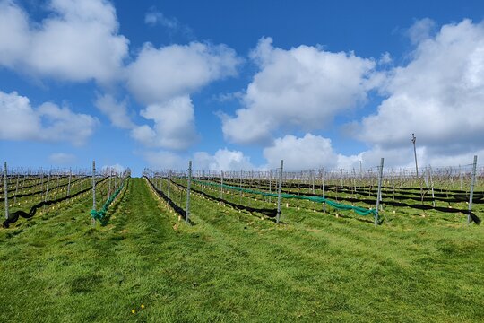 Cider Orchard and Vineyard Tour  Private Tours and Travel Guide Europe London CITY Devon Destination Tour