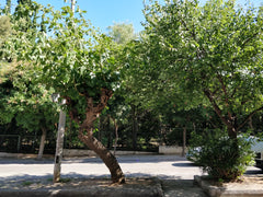 Nagelneu renoviertes, shared Appartment mit 2 Schlafzimmern, beide mit Balkon, i Graz, Styria, Austria Im grünen Zentrum Athens, Zimmer 1 Private room in rental unit vacation rental 49137007