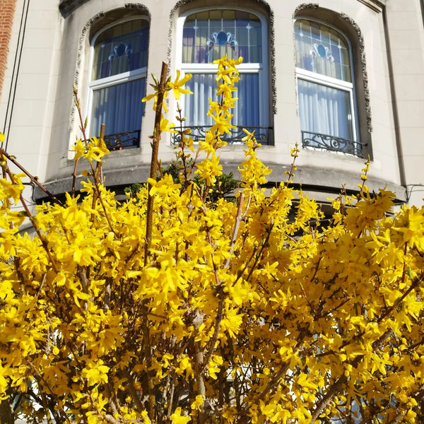 Everything you want to explore is right outside the door of this place. Brussels, Belgium A home away from home! Private room in bed and breakfast vacation rental 663635434935245333