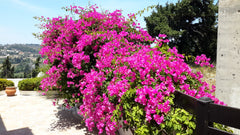 In one of the most quiet parts of Koskinou, high situated with an amazing wiew,   Bougainvilla Entire villa vacation rental 30421636