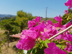 The penthouse is located on a large private plot on the outskirts of Pastida. Ou Greece Countryside Penthouse Entire rental unit vacation rental 19954324