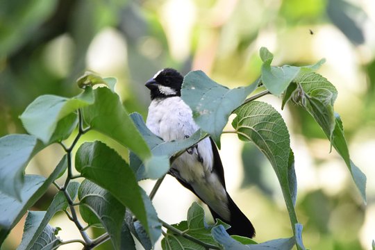 Asuncion Birding Tour  Private Tours and Travel Guide America Asuncion CITY Asuncion Destination Tour