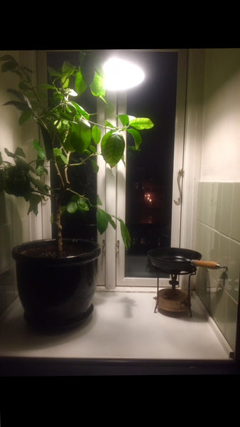 Cosy apartment in the center of Copenhagen.. Copenhagen, Denmark N.Bronx Entire rental unit vacation rental 21399961