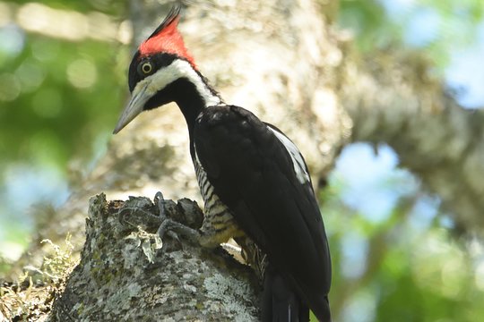 Birding and Nature Chaco Tour  Private Tours and Travel Guide America Asuncion CITY Asuncion Destination Tour