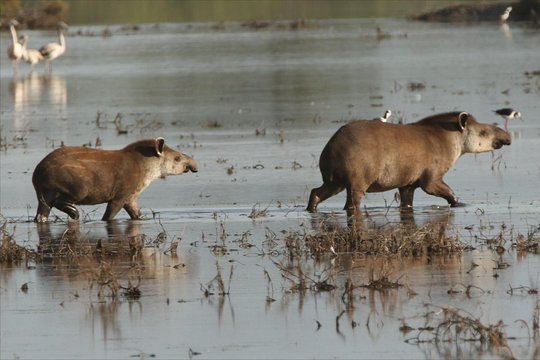 Discovering wildlife of the Chaco  Private Tours and Travel Guide America Asuncion CITY Asuncion Destination Tour