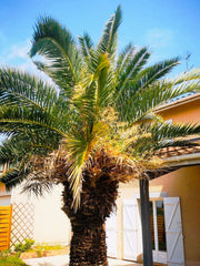 <b>Guest access</b><br />Le logement est intégralement disponible pour les voyag  🌴 ☀️Jolie maison☀️- 15 min du centre ville Bordeaux🌴 Entire home vacation rental 42435878