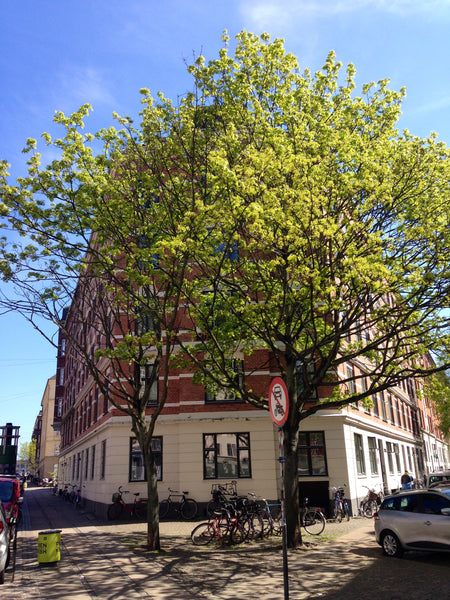 Light and clean flat in a cool area with lots of shops, cafes and great restaura Copenhagen, Denmark Cozy flat in great neighbourhood Entire condo vacation rental 11122441