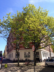 Light and clean flat in a cool area with lots of shops, cafes and great restaura Copenhagen, Denmark Cozy flat in great neighbourhood Entire condo vacation rental 11122441