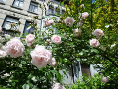 Best place to stay for a city trip in Brussels.<br /><br /><b>The space</b><br / Uccle, Belgium Flat Etang XL La Cambre Av Louise Private room in condo vacation rental 1122489