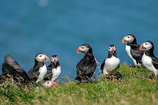 Ingólfshöfði Puffin Tour by ÖRÆFAFERÐIR From Coast To Mountains  Private Tours and Travel Guide Atlantic Reykjavik REGION East Iceland Destination Tour