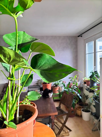 Bonjour, nous sommes un couple de trentenaire venus s'installer dans cet apparte Lyon, France Appartement lumineux, calme et fonctionnel Entire rental unit vacation rental 758653981625031883