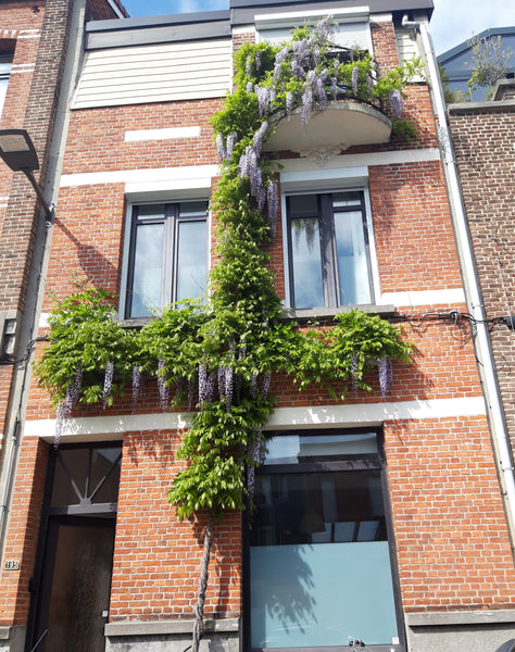 Wegens een opdracht in het buitenland komt ons huis vrij voor een langere period Antwerpen, Belgium Karaktervol huis, 3 slaapkamers en zonnige tuin Entire home vacation rental 685915485511862245