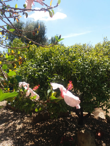 Located in a peaceful area surrounded by olive trees and a spacious flower garde  Home Ibiscus Entire home vacation rental 18678013