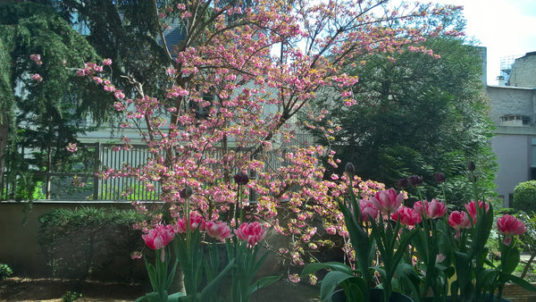Appart. dans le 16ème arrond. 5 mn à pieds de ROLAND GARROS pour les matchs inte Paris, France ROLAND GARROS, Appart. 2 p. avec balcon Entire rental unit vacation rental 5380461
