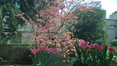 Appart. dans le 16ème arrond. 5 mn à pieds de ROLAND GARROS pour les matchs inte Paris, France ROLAND GARROS, Appart. 2 p. avec balcon Entire rental unit vacation rental 5380461