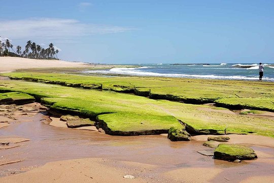 Ivan Bahia  private beach tour  swim with turtles  visit Imbassai & Praia Forte  Private Tours and Travel Guide America Bahia CITY Salvador da Bahia Destination Tour