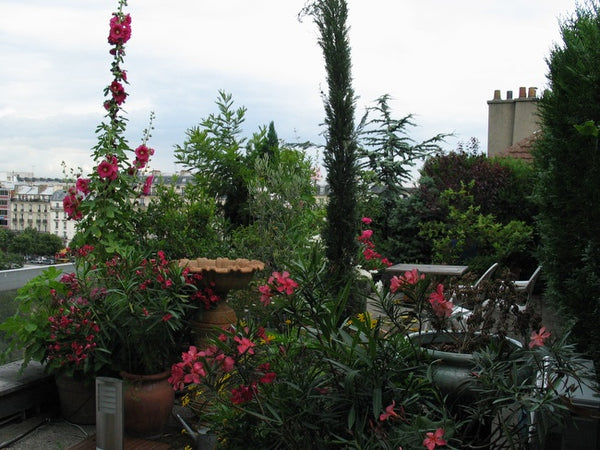 Situé au coeur de Paris à deux pas de L'ile Saint Luis et de la Place des Vosges Port-Vendres, France Un jardin sur les toits de Paris Entire rental unit vacation rental 11382221