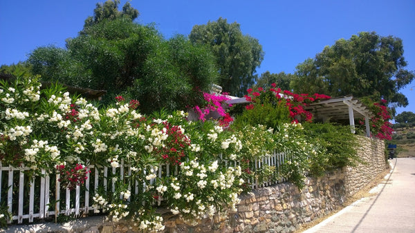 Antica casa di pescatori  che conserva tutto il suo fascino grazie ad un attenta Milan, Italy LIPSI HOUSE  CHARMING 3 BED 3 BATH Entire home vacation rental 7667804