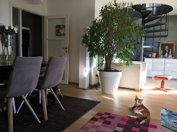 Probably the Best Location Duplex nestled in the Heart of the Historical Distric Brussels, Belgium Hanging Gardens of Brussels Entire rental unit vacation rental 6230446