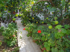 The house is situeted in Ormos Korthiou a fishing village 32klm from Gavrio port  Cozy Citrus Garden House by the Seaside. Cycladic home vacation rental 29319292