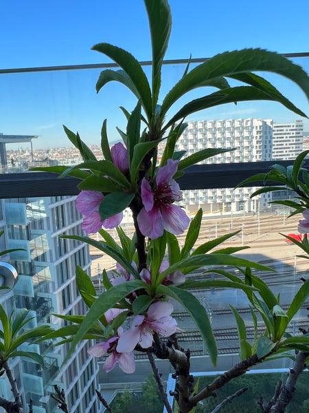 Bei dieser besonderen Unterkunft sind alle wichtigen Anlaufpunkte ganz in der Nä  Schöne Wohnung im Herzen Wiens Entire condo vacation rental 644235832047990147