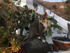 Enjoy the sounds of nature when you stay in this unique place. A hidden gem away Greece Yposkafon Caves -The cat project Cave vacation rental 664509393960378784