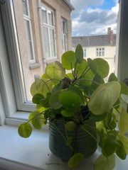 <b>The space</b><br />The room has access to a private guest toilet and a shared Copenhagen, Denmark Topfloor courtyard room (20m2) - central Østerbro Private room in condo vacation rental 627519602446168906