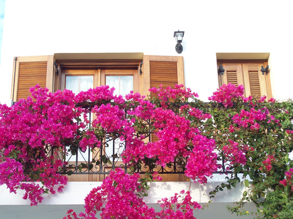 Benigna Studios is a small, family-run enterprise .All studios have a private ba Greece Benigna Studios Lipsi Private room in bed and breakfast vacation rental 6073804