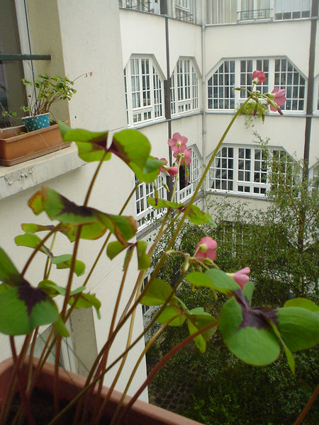 agréable appartement familial avec une chambre équipée de 2 lits simples dont un Paris, France petit cocon bien situé ! Entire rental unit vacation rental 2910553