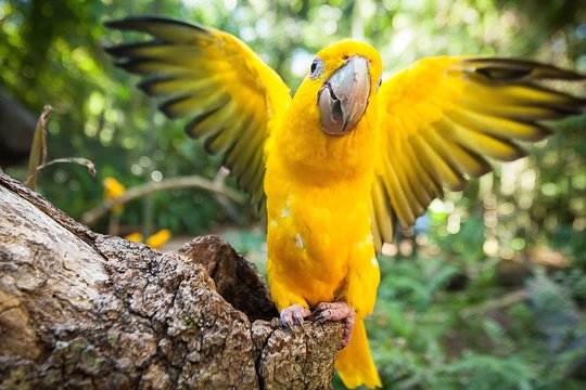 Bird Park & Iguassu Brazilian Side Private Tour  Private Tours and Travel Guide America Sao Paulo CITY Foz do Iguacu Destination Tour