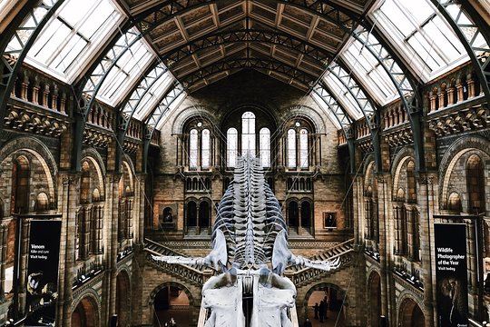 The Natural History Museum of London Exclusive Guided Museum Tour  Private Tours and Travel Guide Europe London CITY London Destination Tour