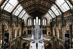 The Natural History Museum of London Exclusive Guided Museum Tour  Private Tours and Travel Guide Europe London CITY London Destination Tour Europe London CITY London