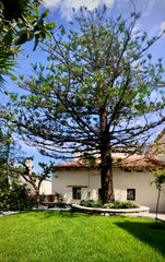 Newly restored traditional home in Cretan village w/ modern touches. Enjoy comfo Chania, Greece Chorio Villa - Cool & Quiet, Architect Designed Entire home vacation rental 12510493