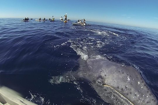 2 Hour Whale Watching Kayak Tour for Two  Private Tours and Travel Guide America Los Angeles CITY La Jolla Destination Tour