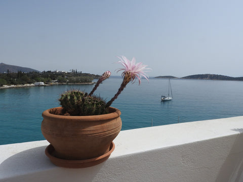 "Aloe Terrace", our flat, oversees the gulf of Mirabello and the beautiful beach Agios Nikolaos, Greece Aloe Seafront Terrace Entire rental unit vacation rental 24693858