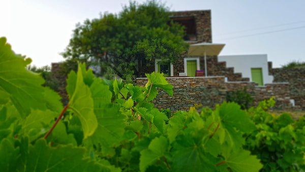 Your stay in the Cycladic house with the vineyard will offer to you, enchanting   Cycladic vineyard house Cycladic home vacation rental 29552165